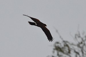 Hawk, Hariss's, 2013-01042312 Laguna Atascosa NWR, TX